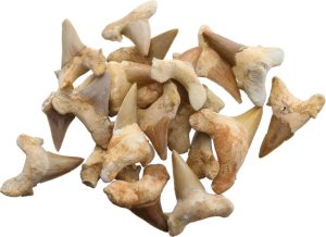 Arrowhead Shark Tooth Fossils 1.5 Inch - Pack of 20
