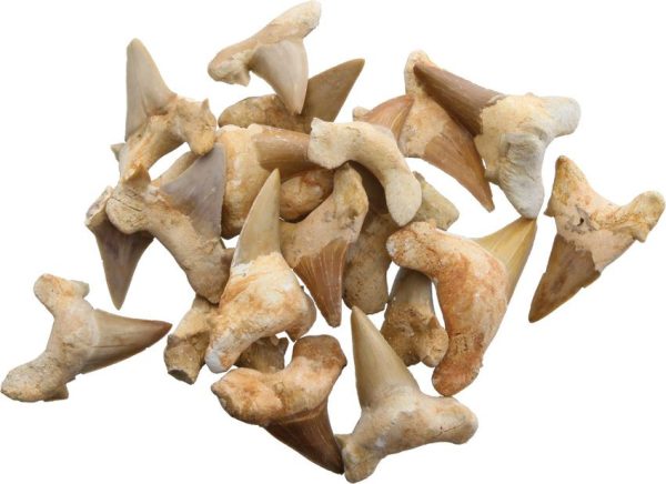 Arrowhead Shark Tooth Fossils 1.5 Inch - Pack of 20