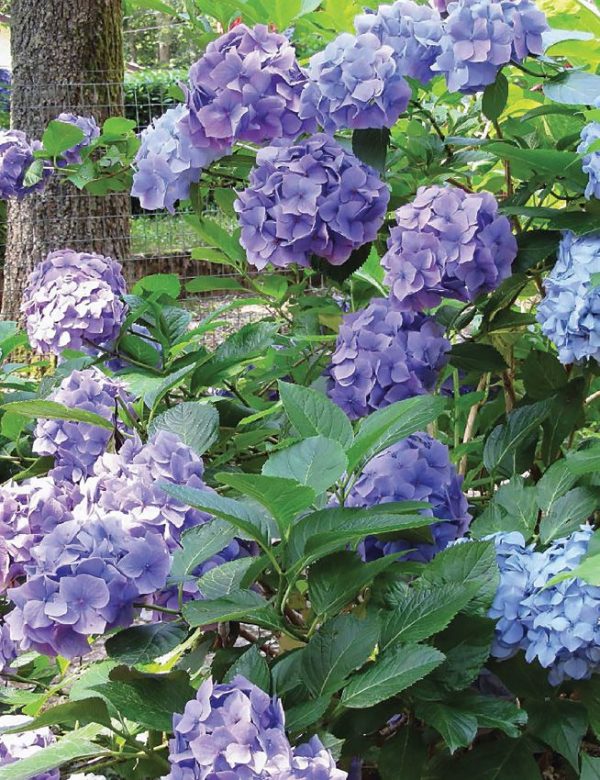 BK477_add_03.jpg Plants That Can Kill - Guide to 101 Toxic & Poisonous Species