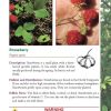 Pocket Guide to Edible Plants - Safe Foraging Field Reference