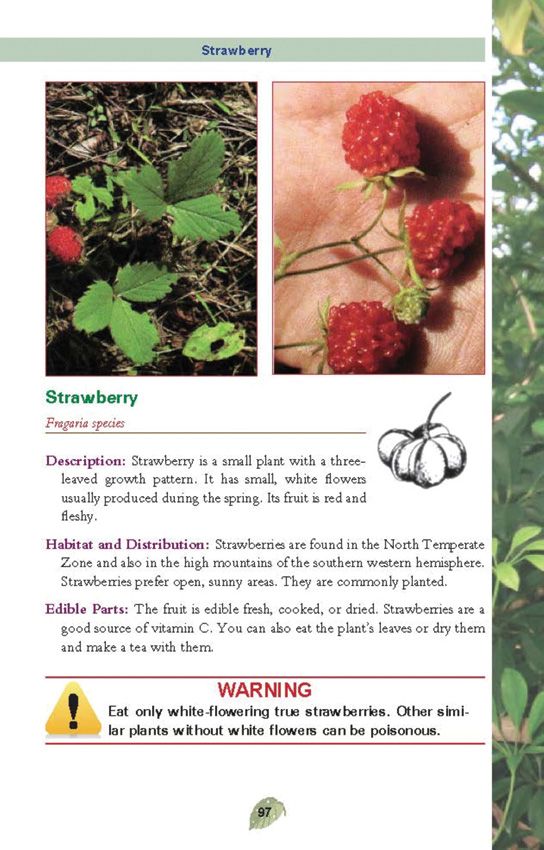 Pocket Guide to Edible Plants - Safe Foraging Field Reference