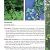 Pocket Guide to Edible Plants - Safe Foraging Field Reference