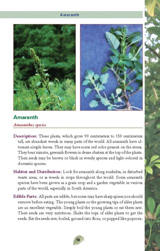 Pocket Guide to Edible Plants - Safe Foraging Field Reference