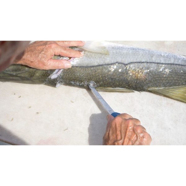 Camillus AquaTuff Fillet Knife 6in - Zirconium Blade