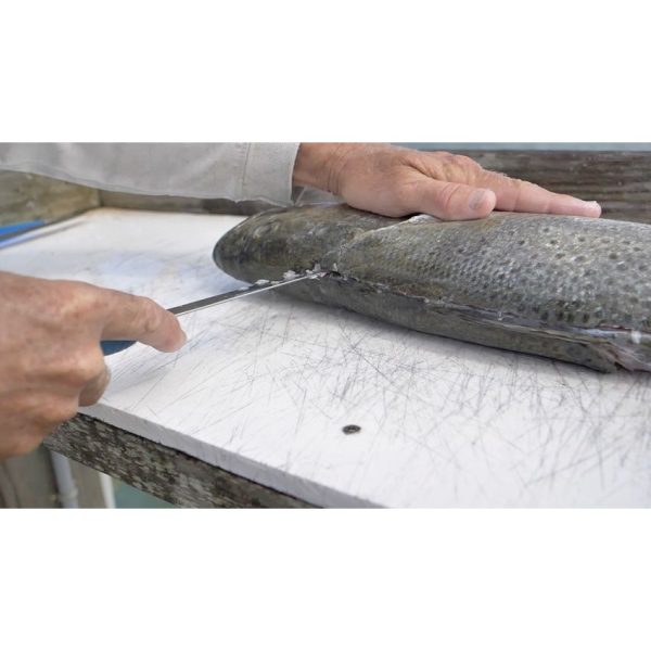 Camillus AquaTuff Curved Boning Knife - Blue Rubber