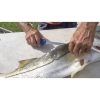 Camillus AquaTuff Fillet Knife - Blue Rubber