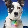 Nite Ize SpotLit Disc-O Collar Light LED