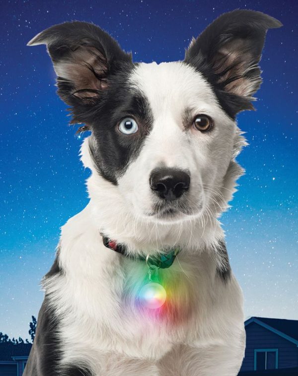 Nite Ize SpotLit Disc-O Collar Light LED