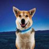 Nite Ize LED Dog Collar Large 20"-24" Rechargeable Glow Flash