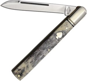 Black Appaloosa Doctor