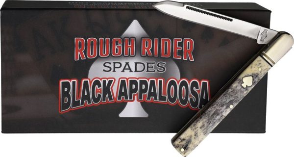 Black Appaloosa Doctor