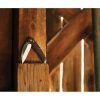 Schrade Auto Radok Pivot Lock - S35VN Wharncliffe