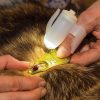 TipSee Light TickSee Tick Removal Kit - LED Bundle