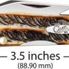 Cheetah Cub 6.5 Bone