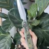 Daggerr Knives Nestor Button Lock Folding Knife 4.75" VG-10 Camo