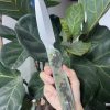 Daggerr Knives Nestor Button Lock Folding Knife 4.75" VG-10 Camo