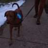 N05462_add_08 Nite Ize Nitedog LED Collar Cover Rechargeable