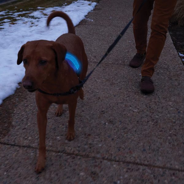 N05462_add_08 Nite Ize Nitedog LED Collar Cover Rechargeable