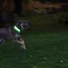 N05462_add_09 Nite Ize Nitedog LED Collar Cover Rechargeable