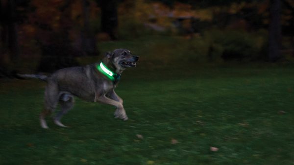 N05462_add_09 Nite Ize Nitedog LED Collar Cover Rechargeable
