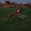 N05462_add_10 Nite Ize Nitedog LED Collar Cover Rechargeable