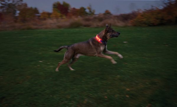 N05462_add_10 Nite Ize Nitedog LED Collar Cover Rechargeable
