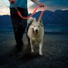 Nite Ize Nitedog Rechargeable Leash 60" Red