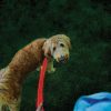 Nite Ize Nitedog Rechargeable Leash 60" Red