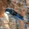 Olight Perun 3 Headlamp Black 3000 Lumens